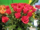 Темно-красная голландская роза
