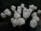 Много белых роз