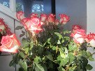 Белая роза с розовыми оттенками