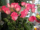 Розовая голландская роза
