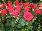 Светло-красная голландская роза