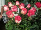 Голландская роза с белыми и красными оттенками